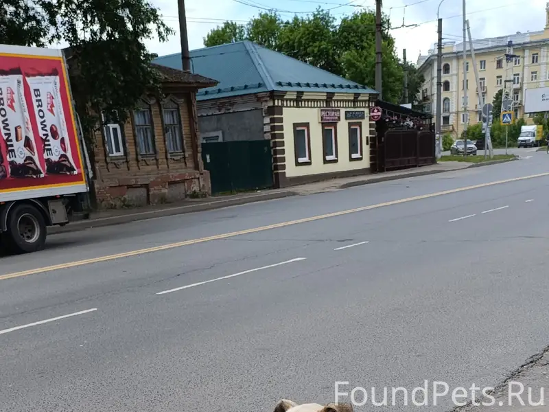 Найден пёс, улица Кузнецова