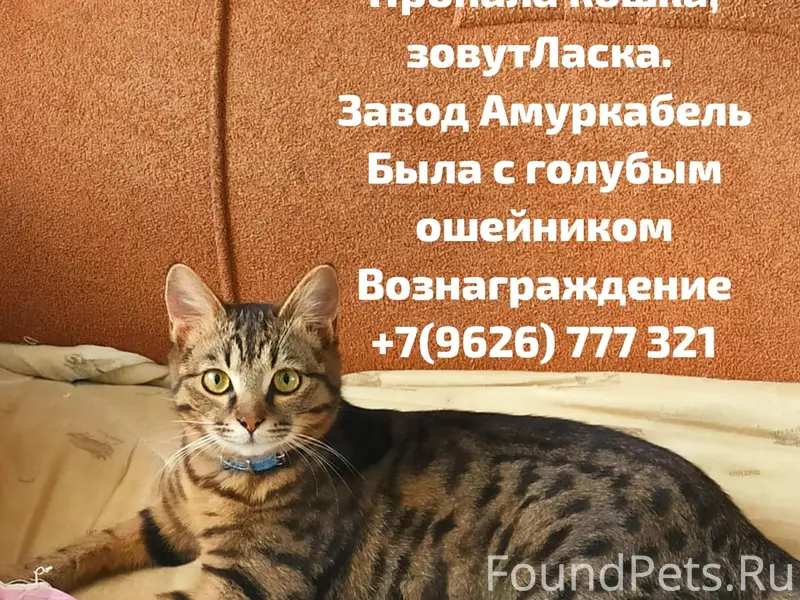 Пропала кошка Ласка, Хабаровск