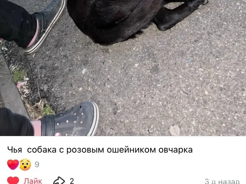 Пропала собака