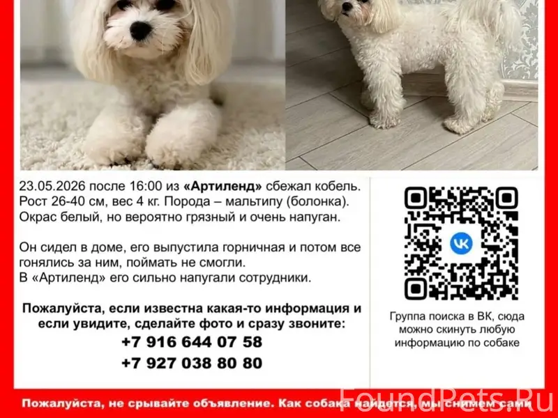 Найден метис мальтипу, Тула