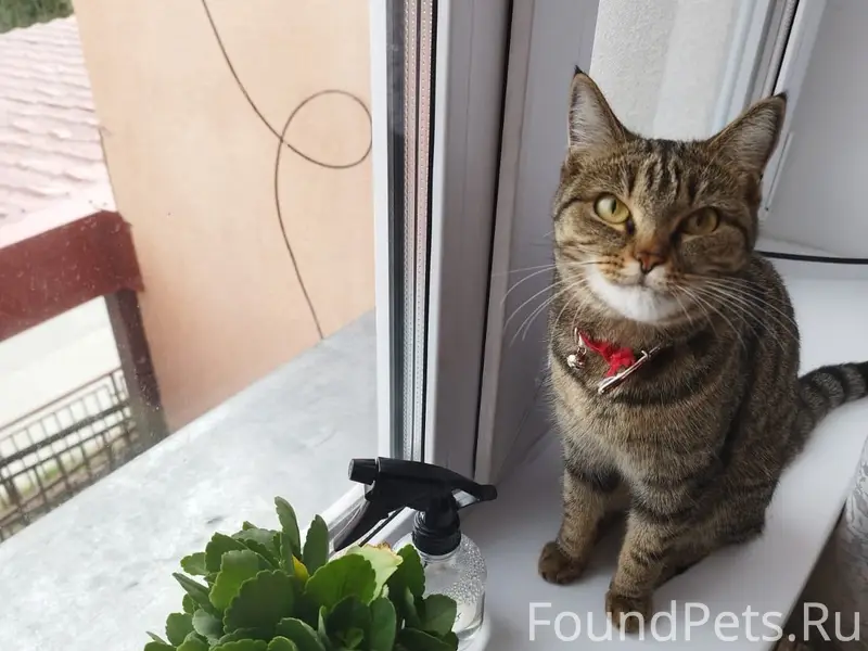 Пропала кошка Маня, есть особые приметы
