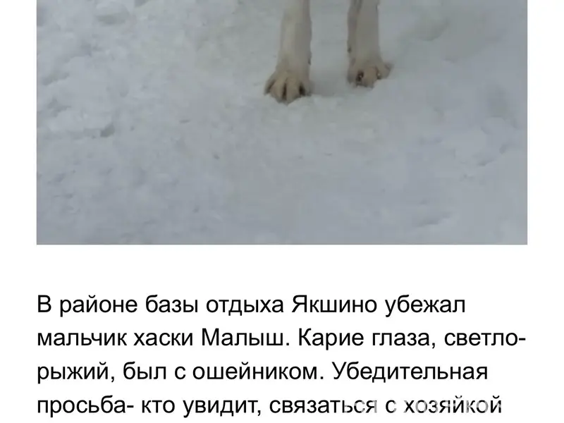 Пропал хаски Малыш, база отдыха Якшино