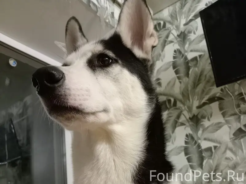 Пропала собака Дэни