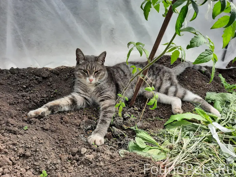 Найден кот, слегка прихрамывает, деревня