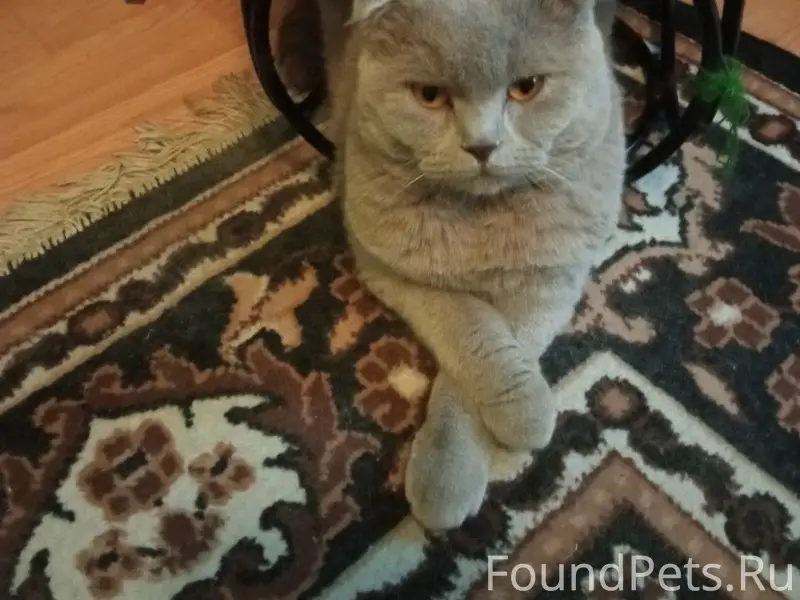 Пропал шотландский вислоухий кот Стёпа