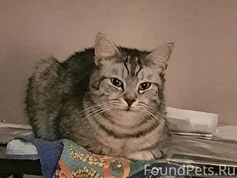 Пропал кот Семён, Верхняя Пышма