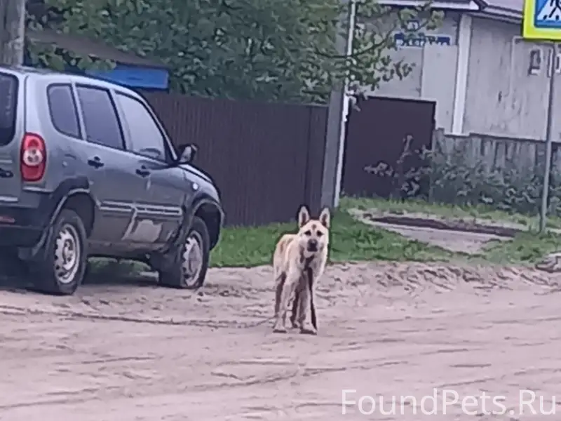 Пропала большая собака, улица Островского
