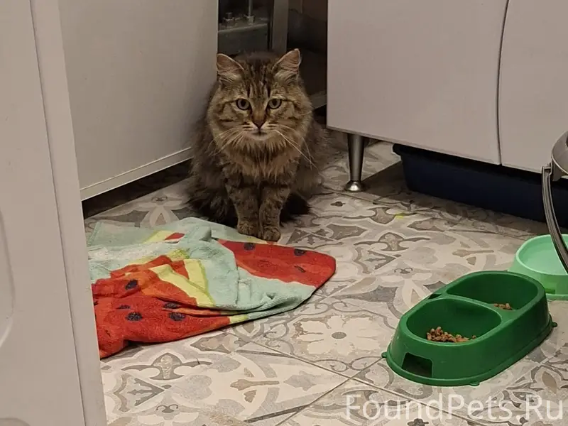 Найден котик, найден в районе Советской улицы