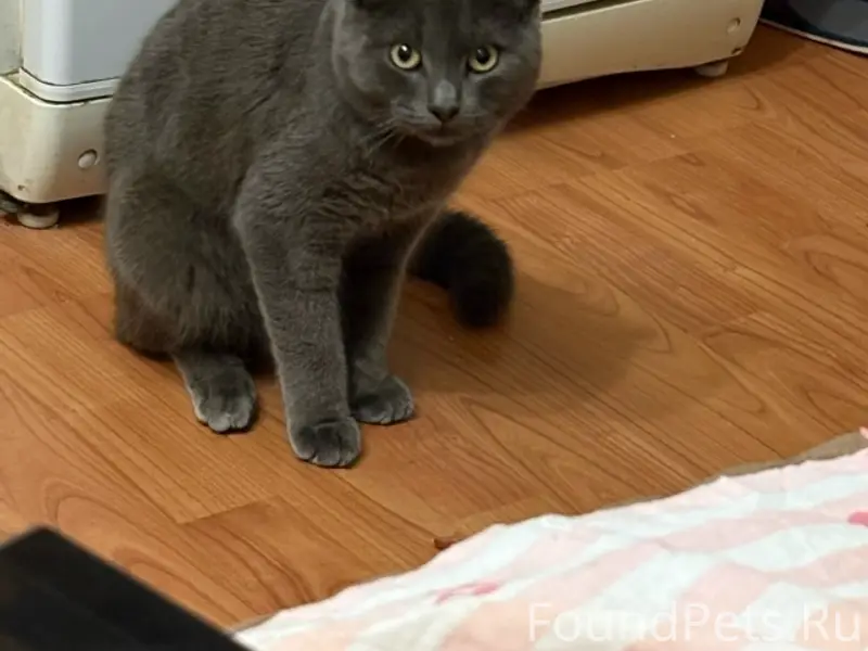 Найден кот