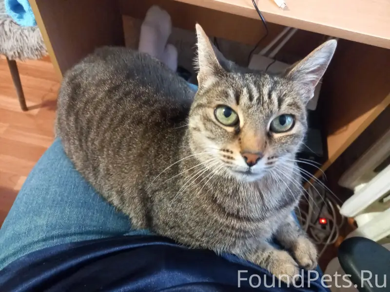 Пропала кошка Коша, район вокзала