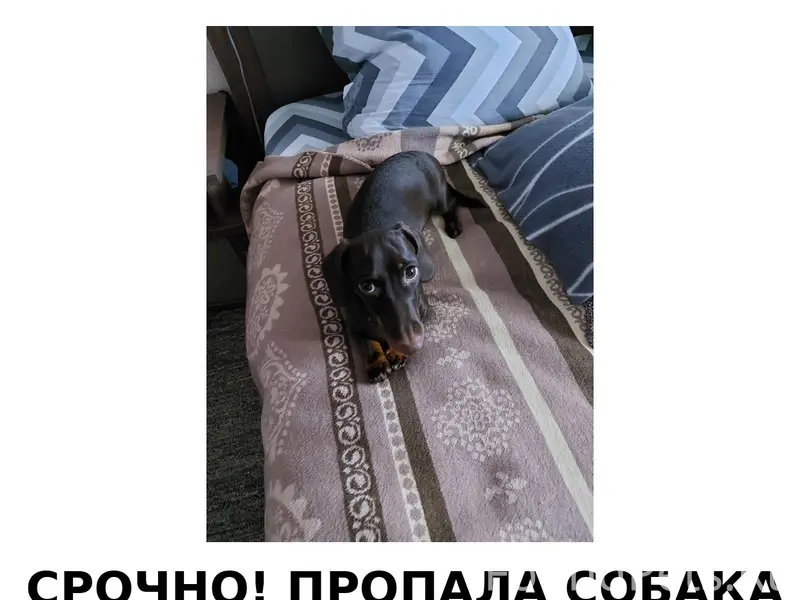 Пропала собака, район посёлка Светлого