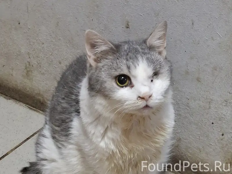 Пропала кошка, улица Чернышевского