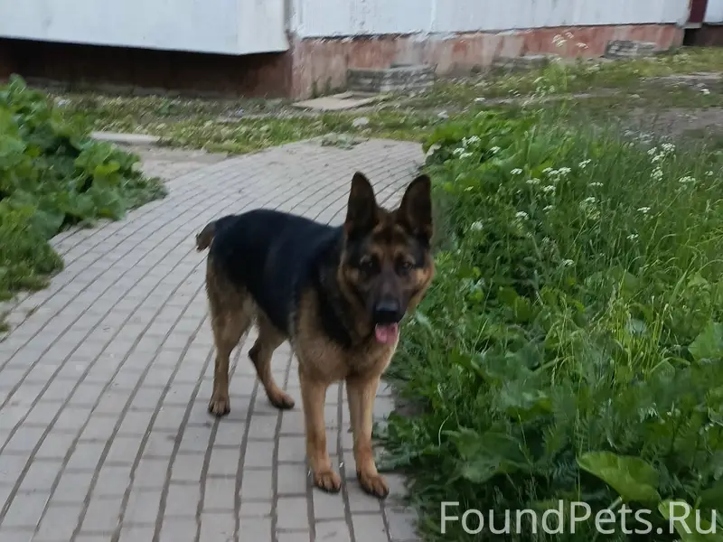 Пропал пёс, Ревякино