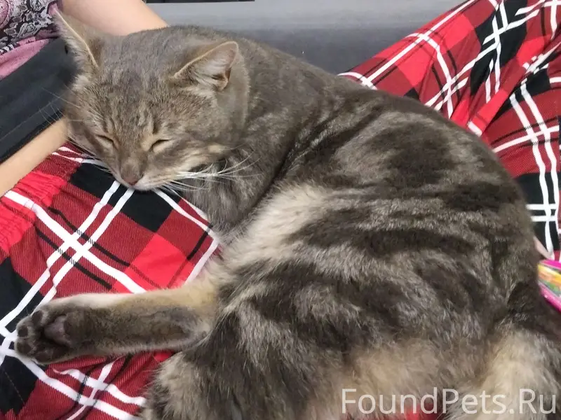 Пропал кот, п. Заречный