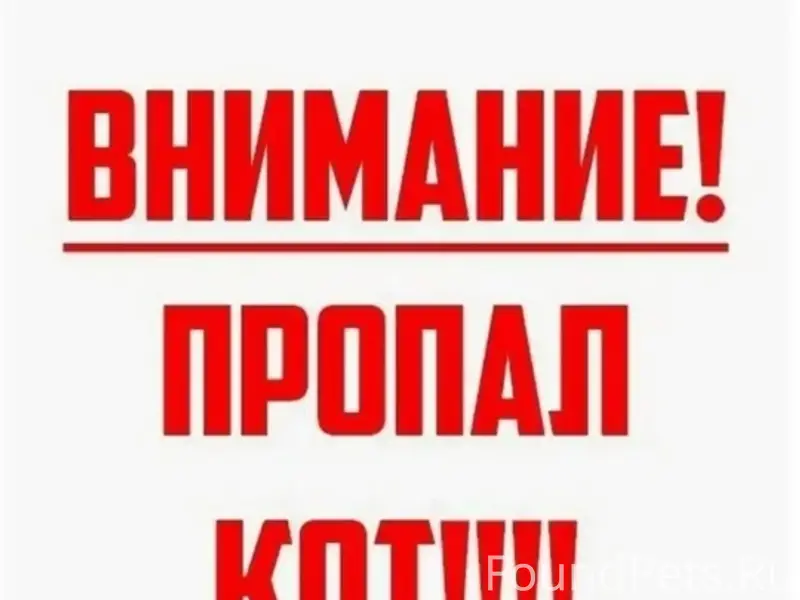 Пропал кот Батон, район Калинина 64