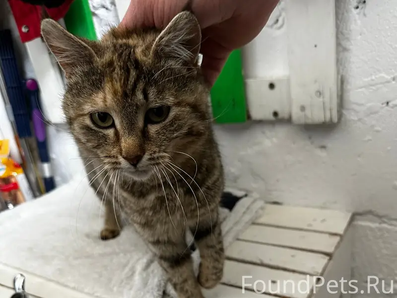 Найдена кошка, микрорайон Тавровский с Никольское