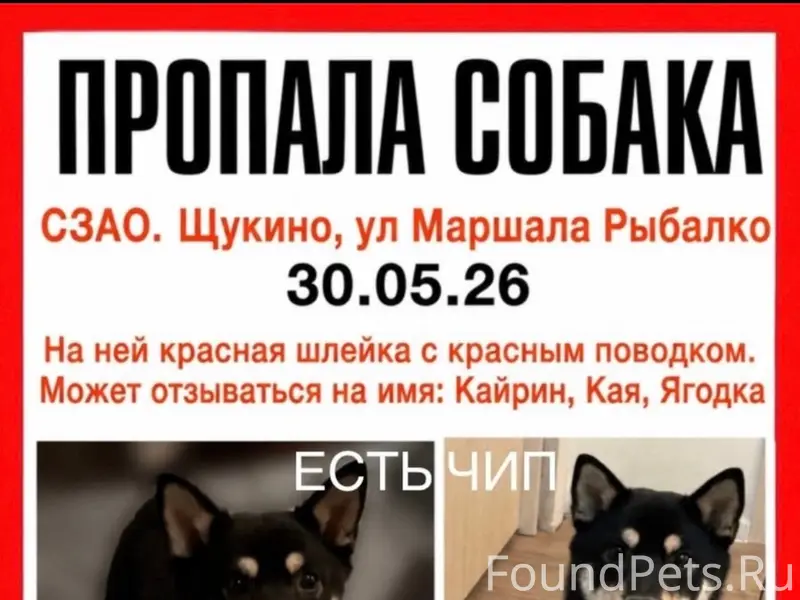 Пропала сиба-ину Кайрин, СЗАО