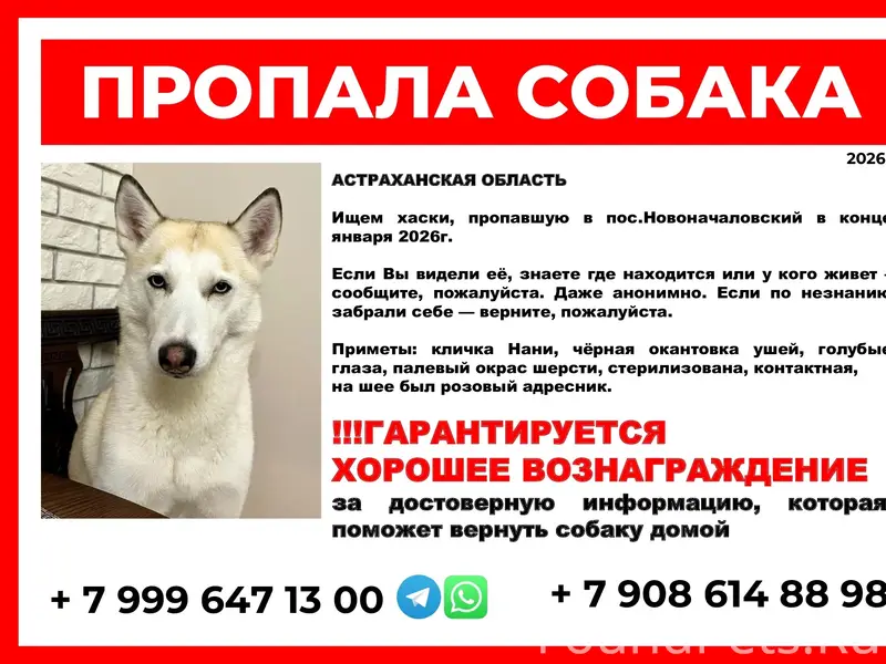 Пропала хаски, Астрахань