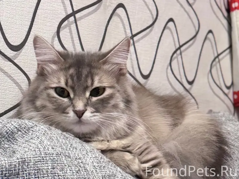 Пропала кошка Буся, район соцгорода «Брусчатое»