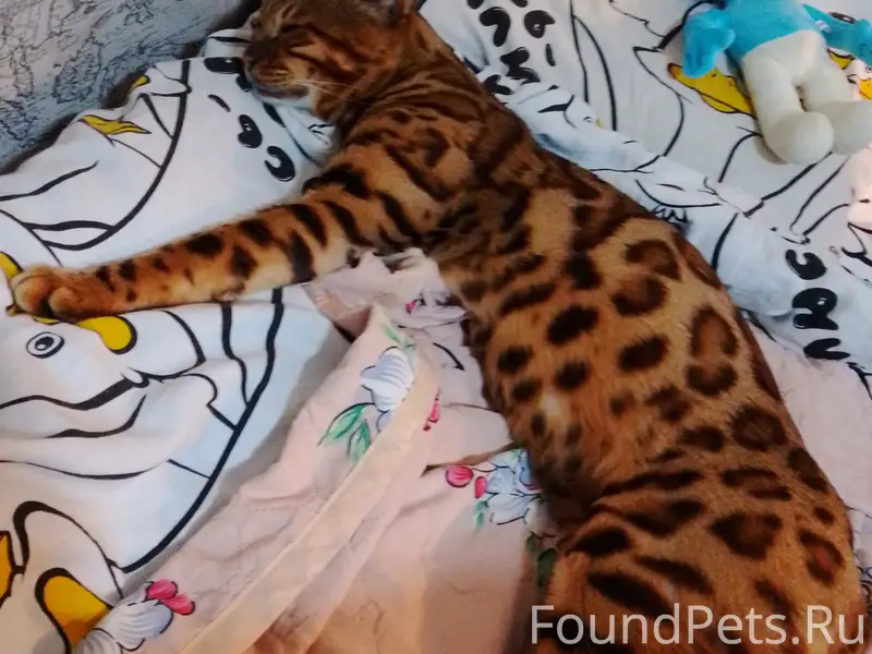 Нашелся кот Бенгал