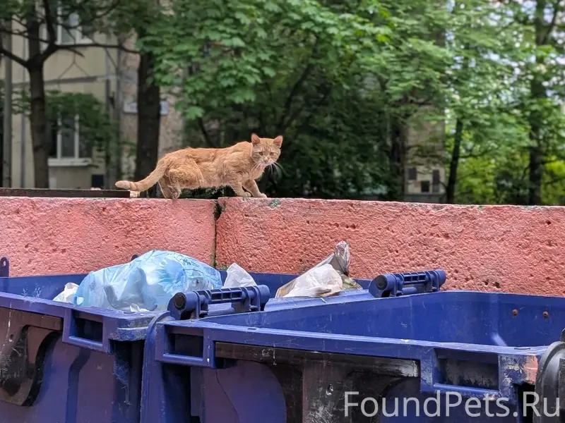 Найден рыжий кот, Санкт-Петербург, пр. Науки