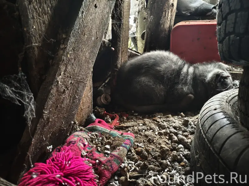 Найден вислоухий кот, ул. Маяковского