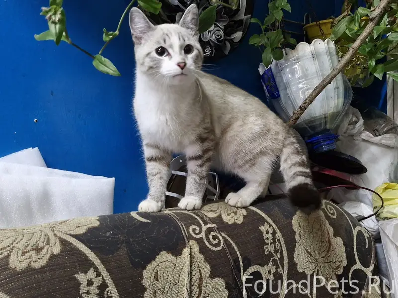Найден котёнок, Комбинатская 17