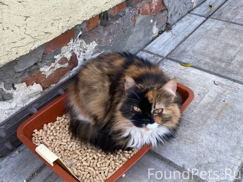 Пропала кошка Нюша, район Сельмаша
