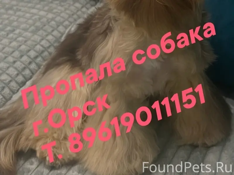Пропала цветная собака йоркширского терьера, Орск