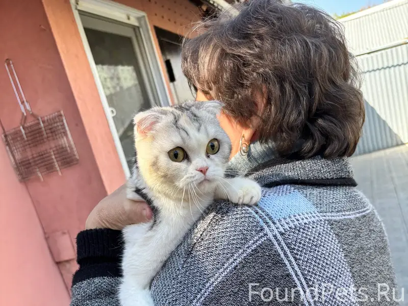 Найдена шотландская вислоухая кошка, Ставропольская/Угличская