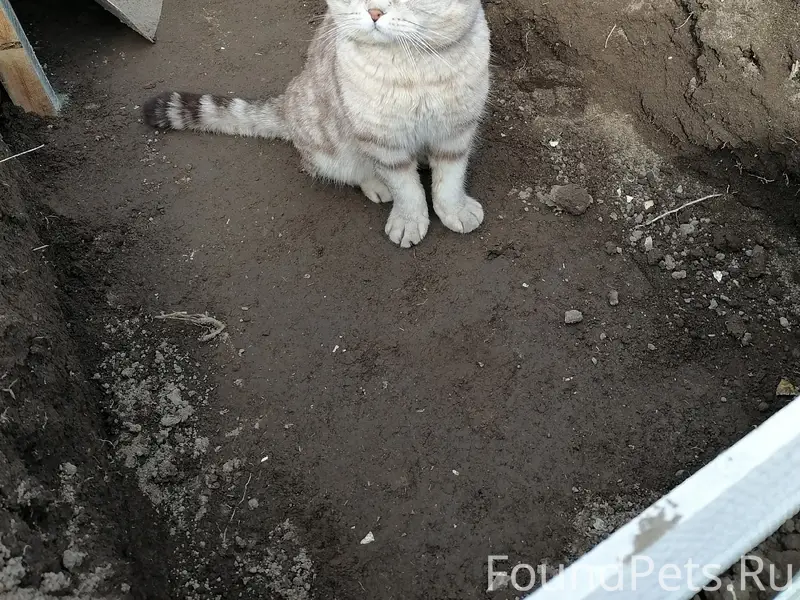 Пропал кот Марсик, улица Рабочей Молодёжи