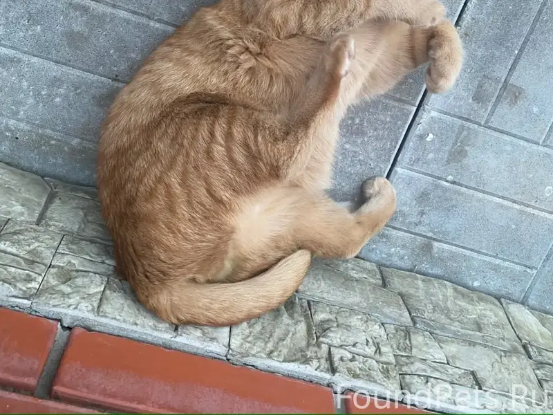 Пропал рыжий кот Лелик, Коломна