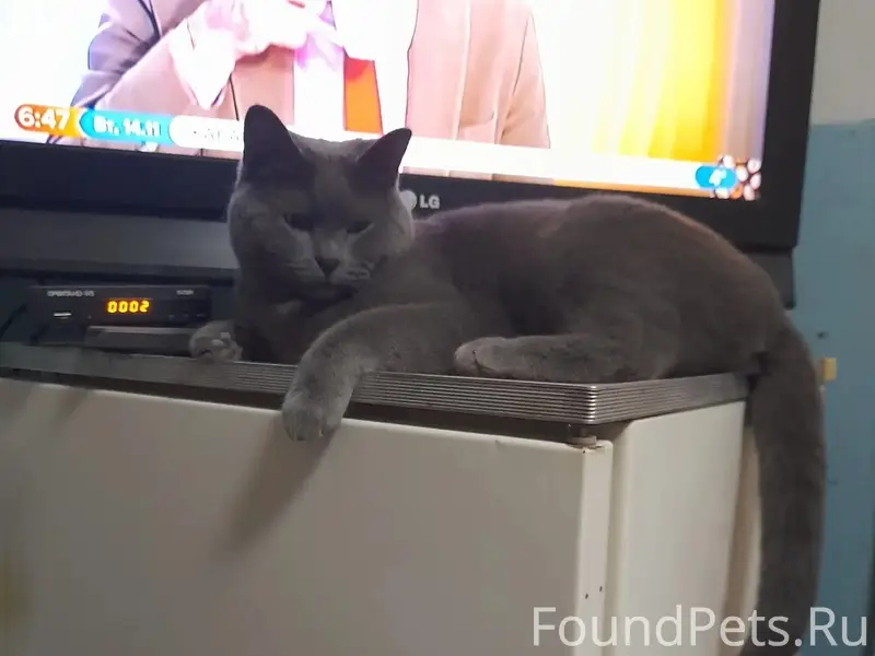 Пропал кот, район УПКБ Деталь
