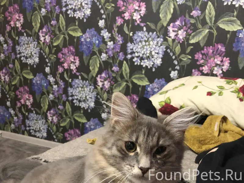 Пропал котёнок Жорик, район Желябова