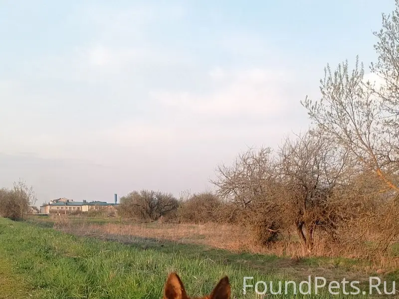 Пропала немецкая овчарка Рада, с. Глинищево