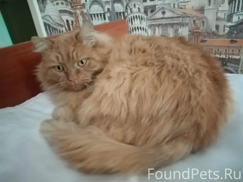 Пропал рыжий кот, район Красного октября