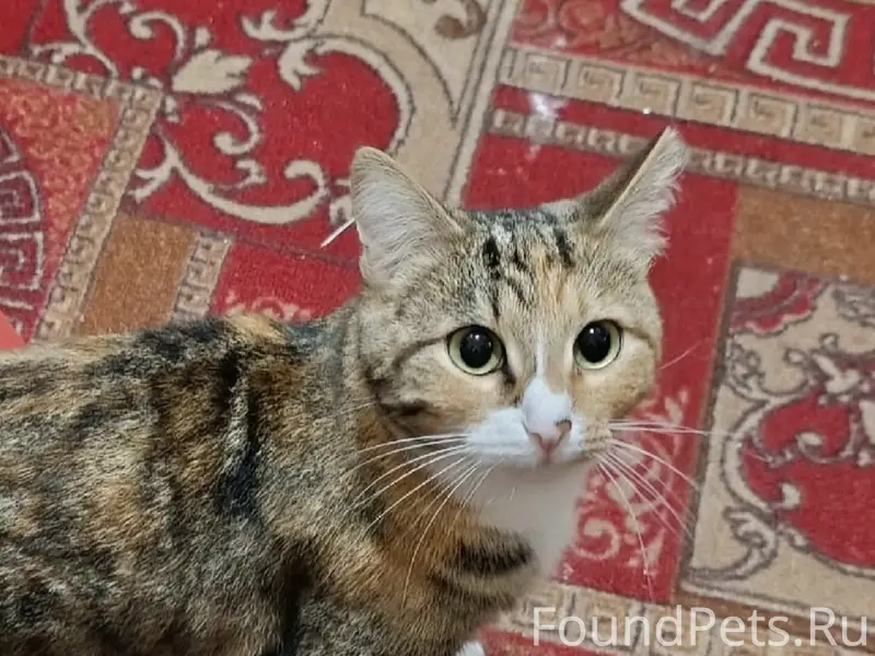 Пропала кошка, Первомайская