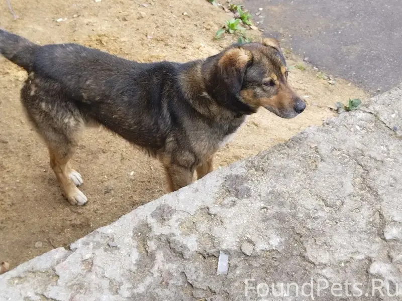 Пропал пёс, район Катаева, Морозова