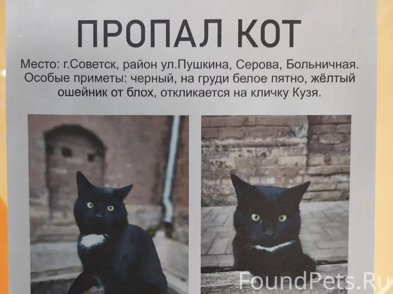 Пропал кот Кузя, район ул. Пушкина