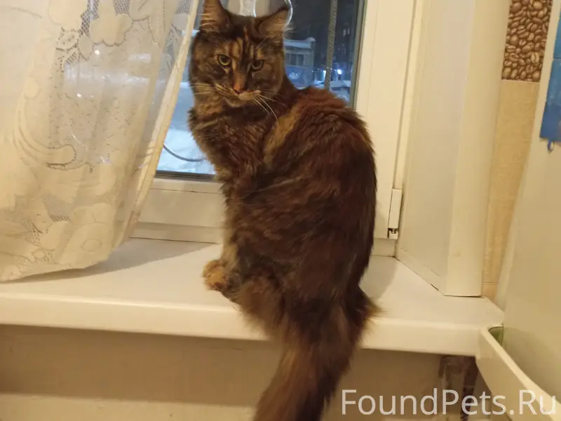 Пропала кошка мейкун Ада, улица Шагова