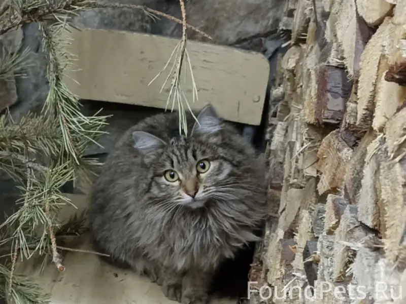Пропал кот Тимофей, район химзаводской больницы
