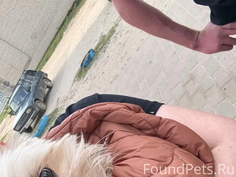 Найден тип собака, Нерехтская 62а