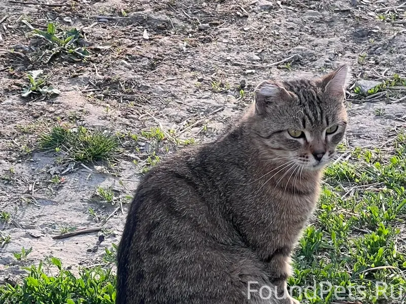 Найден кот, Калининский район