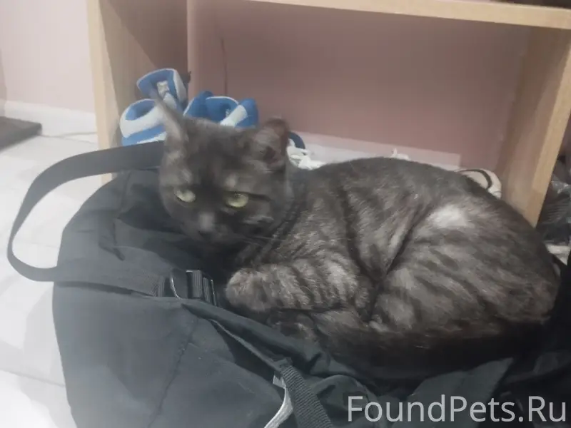 Пропала кошка