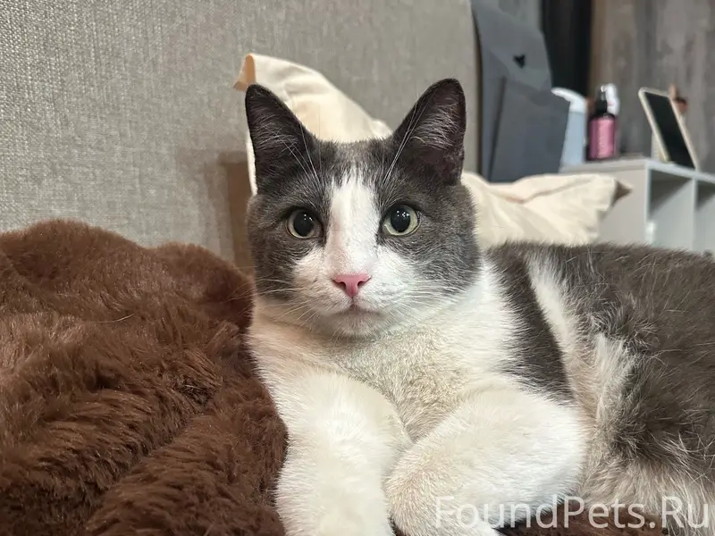 Найден кот, Калининский район