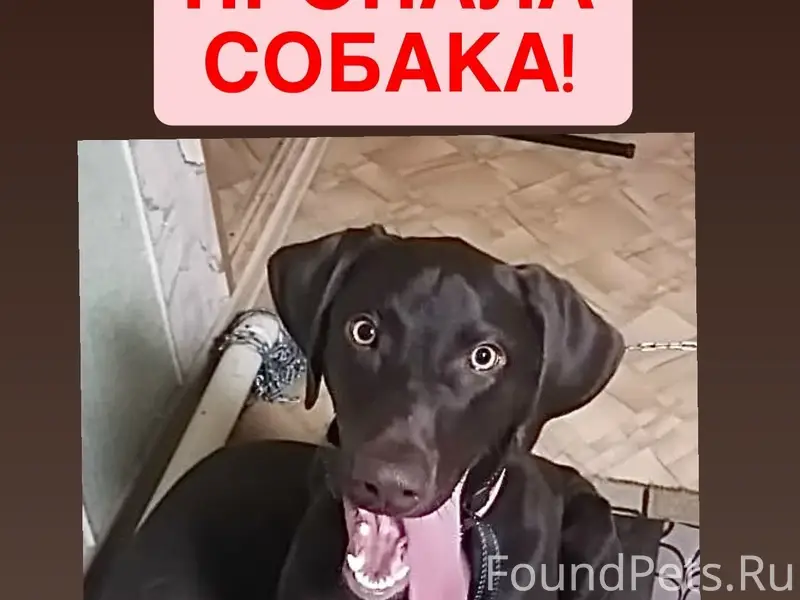 Пропала собака,