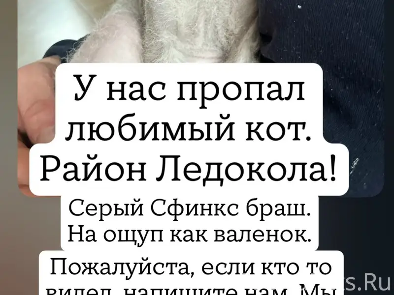 Пропал Сфинкс браш Кот-Цветочек, район ТЦ Ледокл