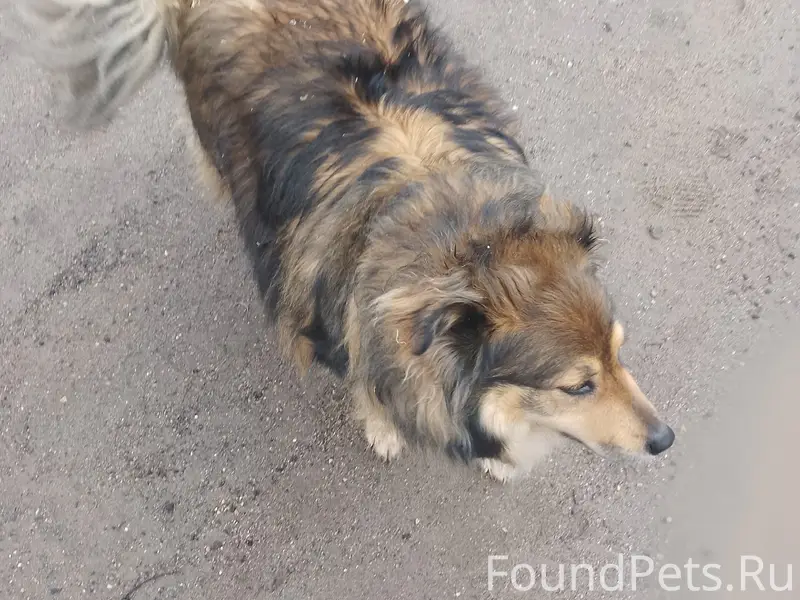Пропал Роник