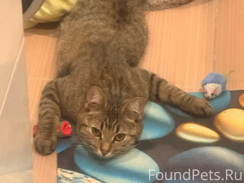 Пропала домашняя кошка Няша, район «стекляшки»