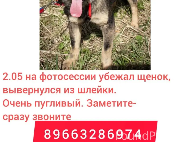Пропал щенок, Чеховский район
